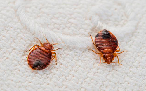 bed bugs pest control in bhandup